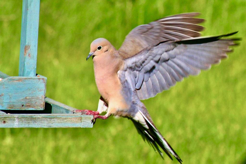 Mourning Dove Landing_1813 by Bobolink is licensed under CC BY 2.0.